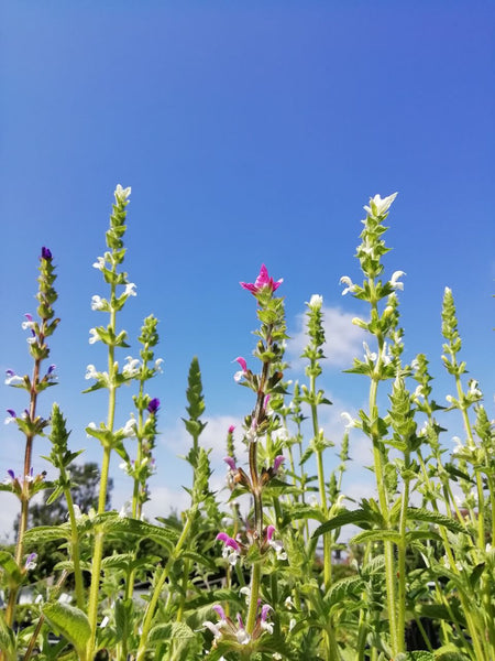 A Herb Growers Year ~ June