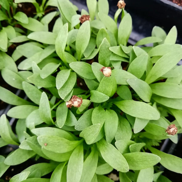 A Herb Growers Year ~ May